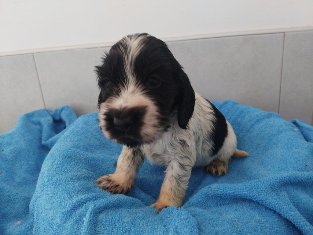 du cottage de sweet mi lady - Chiot disponible  - Cocker Spaniel Anglais