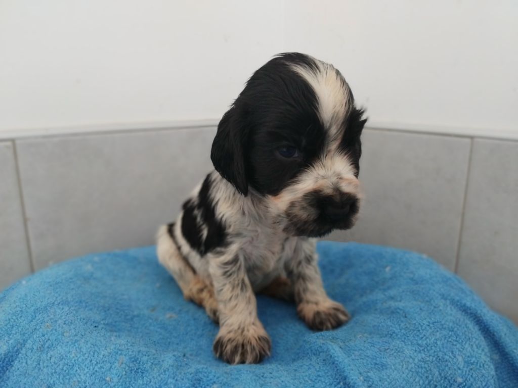 du cottage de sweet mi lady - Chiot disponible  - Cocker Spaniel Anglais