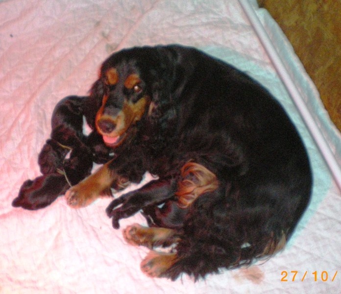 chiot Cocker Spaniel Anglais du cottage de sweet mi lady