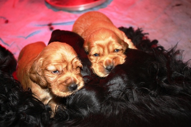 chiot Cocker Spaniel Anglais du cottage de sweet mi lady