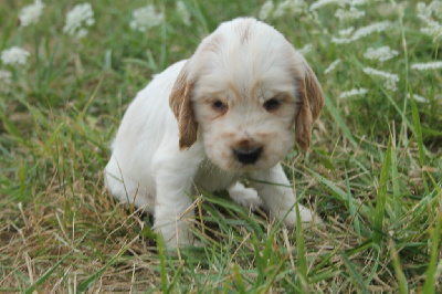 du cottage de sweet mi lady - Cocker Spaniel Anglais - Portée née le 16/07/2024