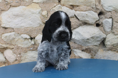 du cottage de sweet mi lady - Cocker Spaniel Anglais - Portée née le 16/07/2024