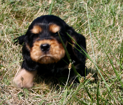 du cottage de sweet mi lady - Cocker Spaniel Anglais - Portée née le 14/07/2024