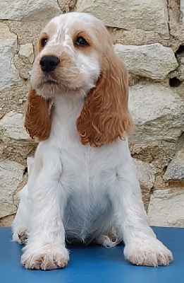 du cottage de sweet mi lady - Cocker Spaniel Anglais - Portée née le 16/07/2024