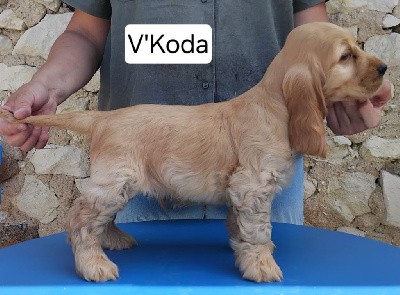 V'Koda