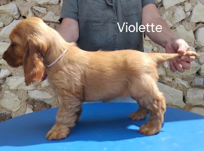 Violette