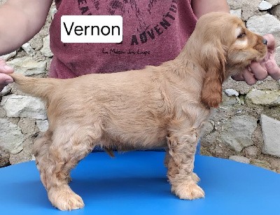 Vernon