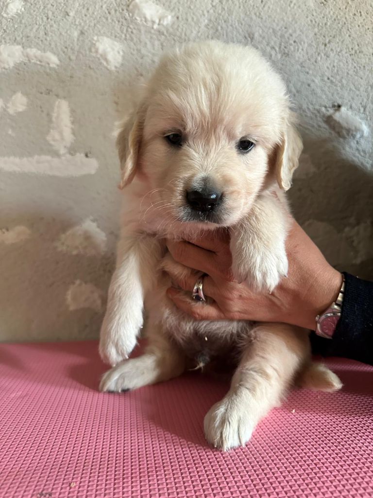 du cottage de sweet mi lady - Chiot disponible  - Golden Retriever