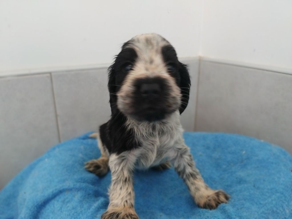 du cottage de sweet mi lady - Chiot disponible  - Cocker Spaniel Anglais