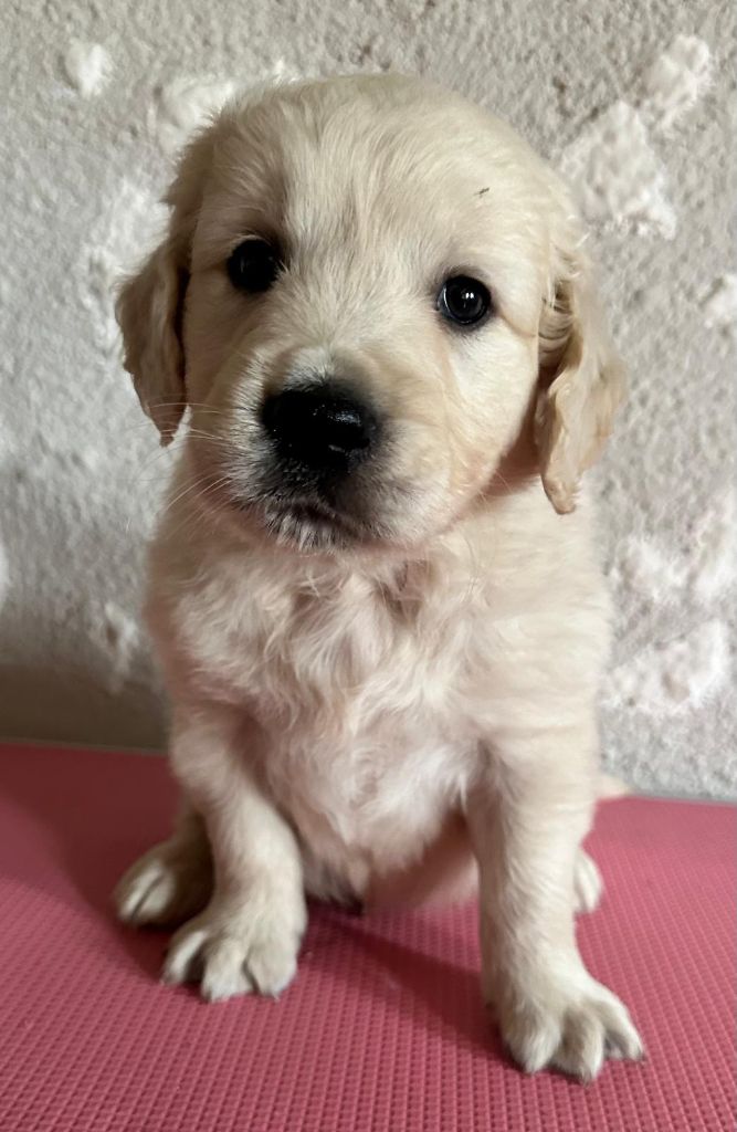 du cottage de sweet mi lady - Chiot disponible  - Golden Retriever