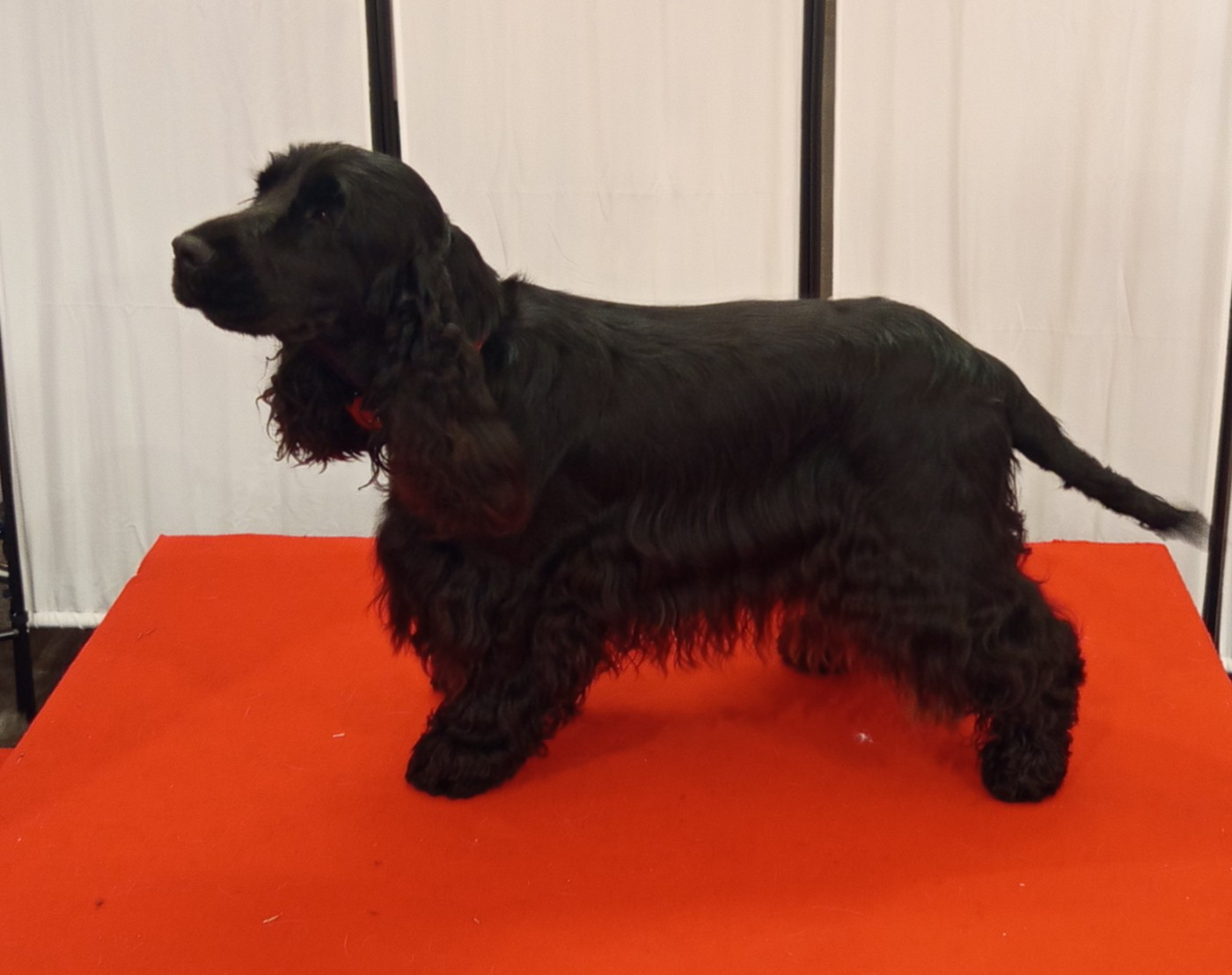 Vénus Beauté du cottage de sweet mi lady