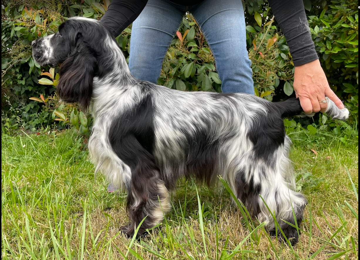Victoire dite Vicky du cottage de sweet mi lady