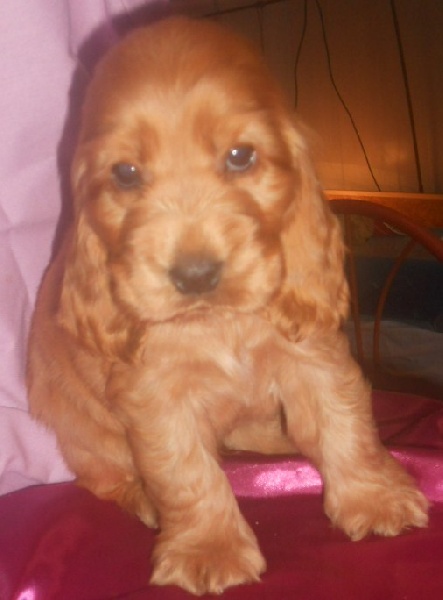 du cottage de sweet mi lady - Cocker Spaniel Anglais - Portée née le 02/11/2011