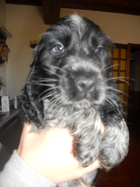 du cottage de sweet mi lady - Cocker Spaniel Anglais - Portée née le 14/08/2010