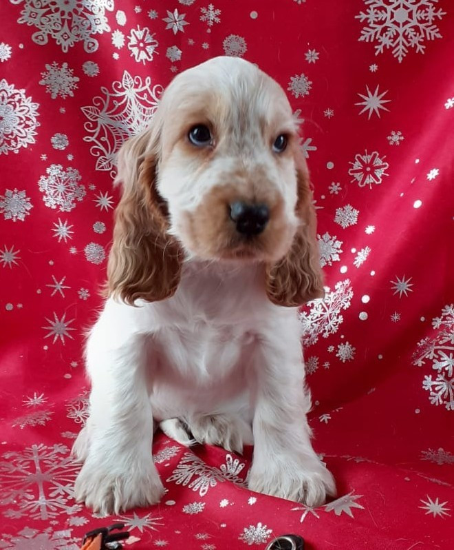 du cottage de sweet mi lady - Cocker Spaniel Anglais - Portée née le 08/10/2025