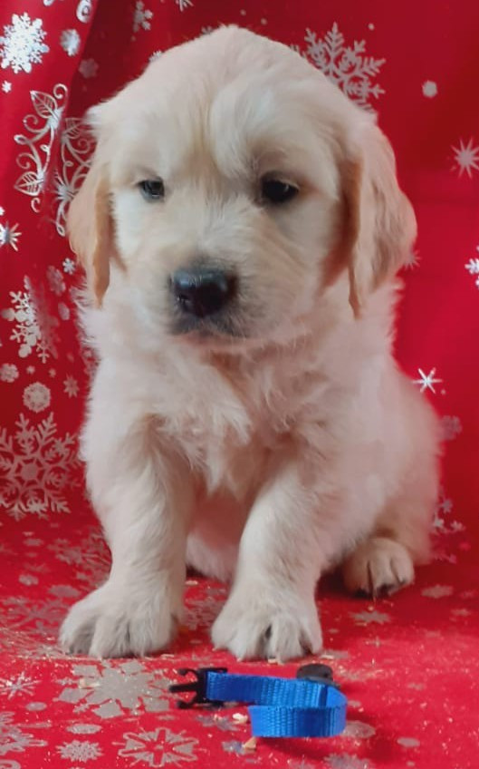 du cottage de sweet mi lady - Golden Retriever - Portée née le 18/10/2025