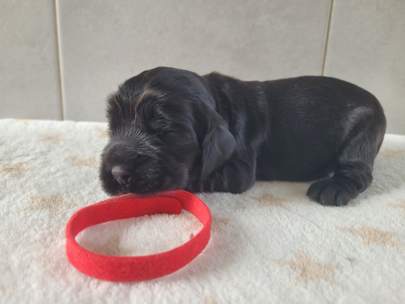 du cottage de sweet mi lady - Chiots disponibles - Cocker Spaniel Anglais