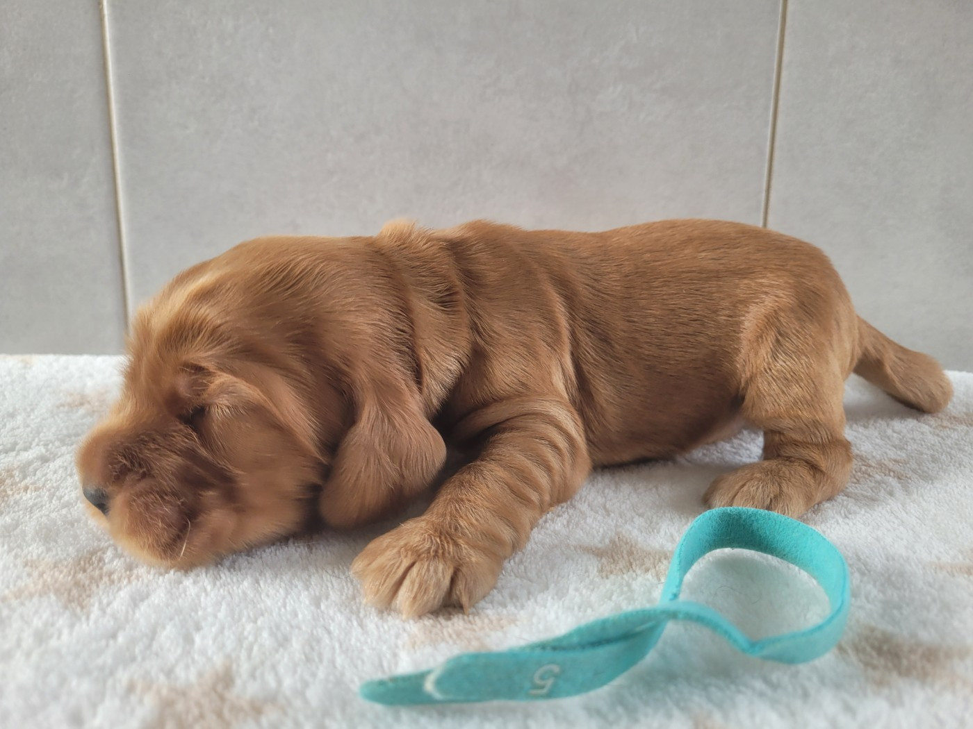 du cottage de sweet mi lady - Chiots disponibles - Cocker Spaniel Anglais