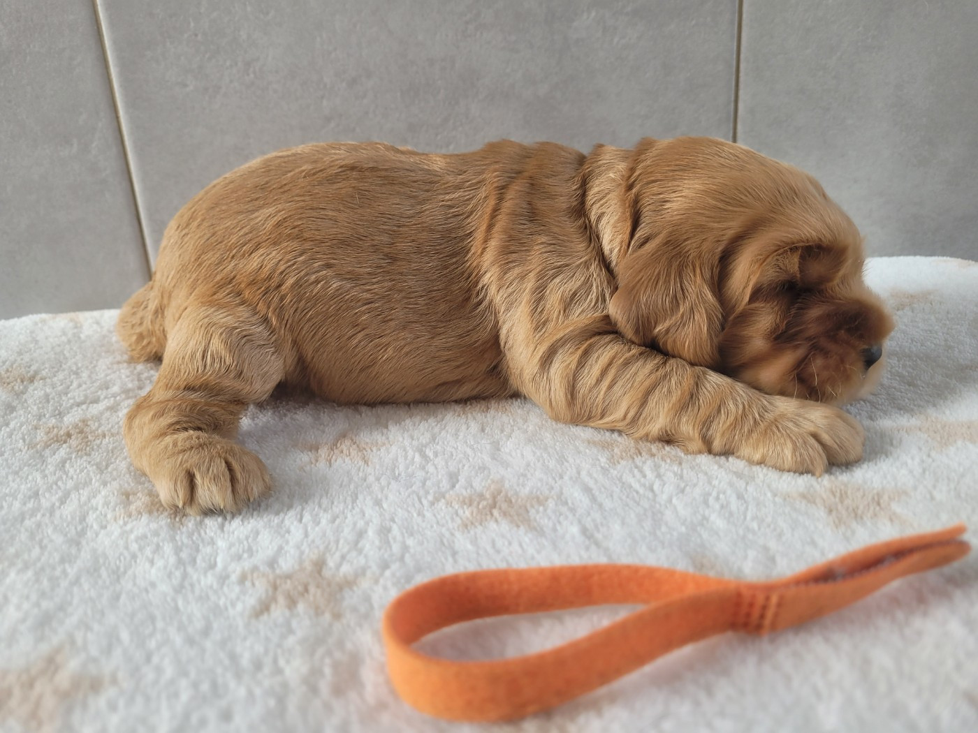 du cottage de sweet mi lady - Chiots disponibles - Cocker Spaniel Anglais