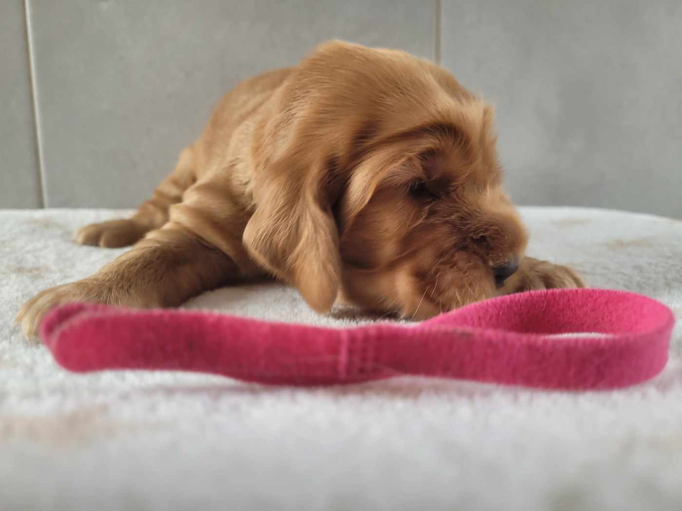 du cottage de sweet mi lady - Chiots disponibles - Cocker Spaniel Anglais