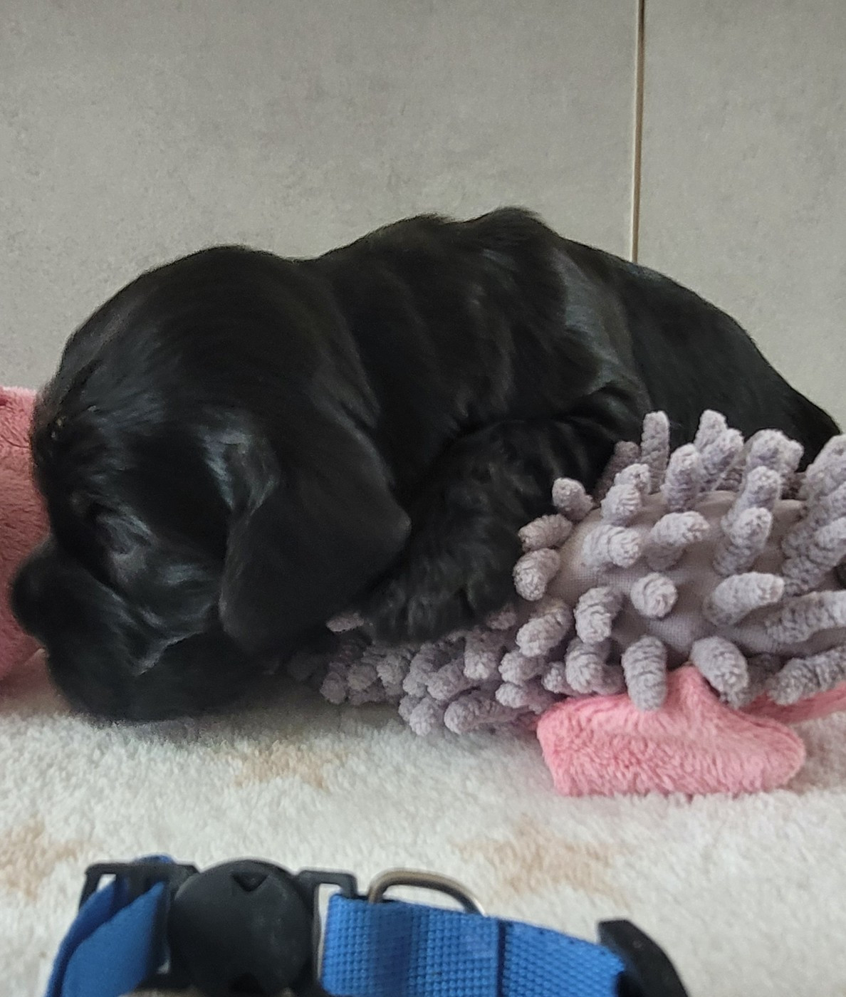 du cottage de sweet mi lady - Chiots disponibles - Cocker Spaniel Anglais