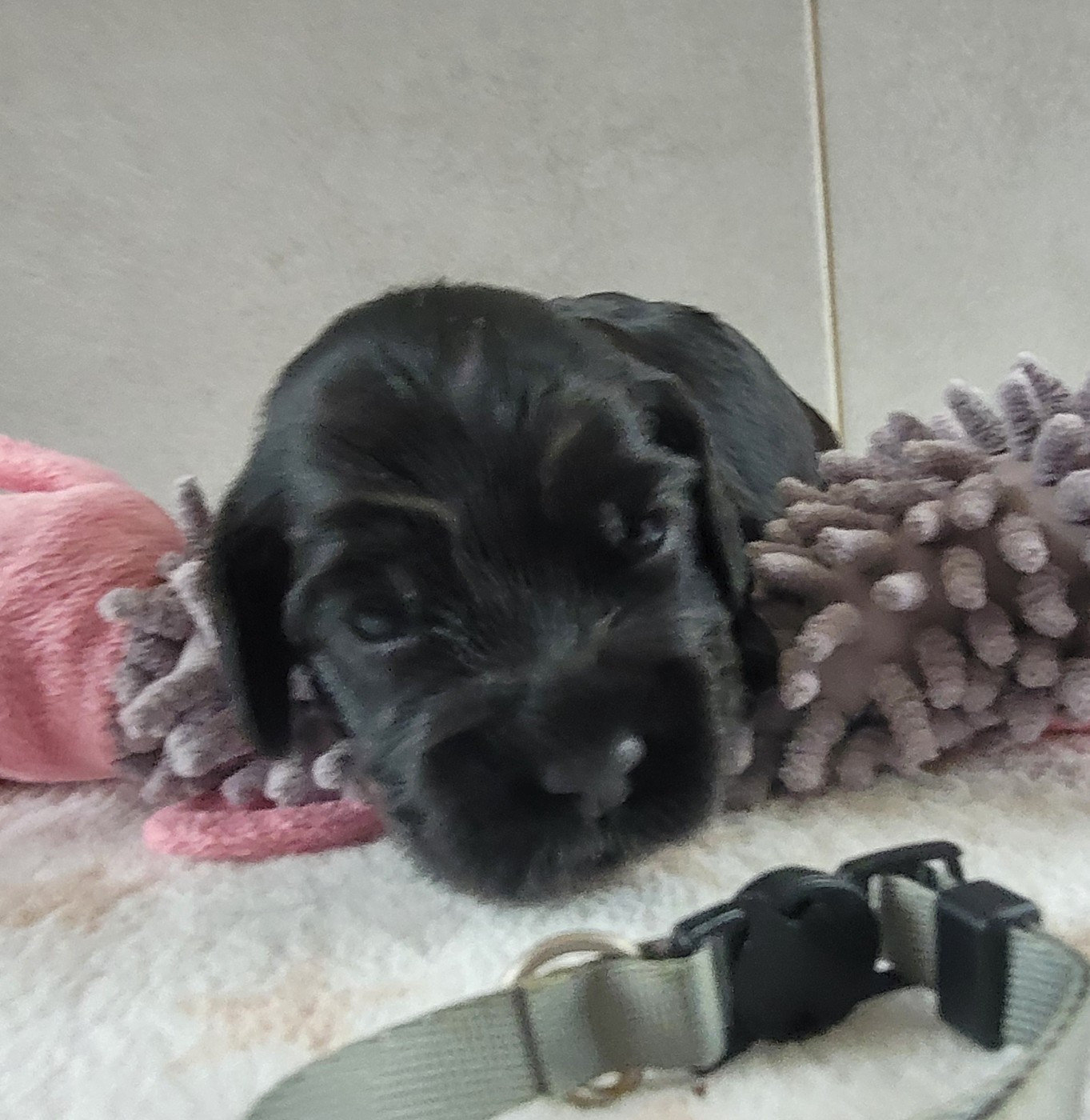 du cottage de sweet mi lady - Chiots disponibles - Cocker Spaniel Anglais