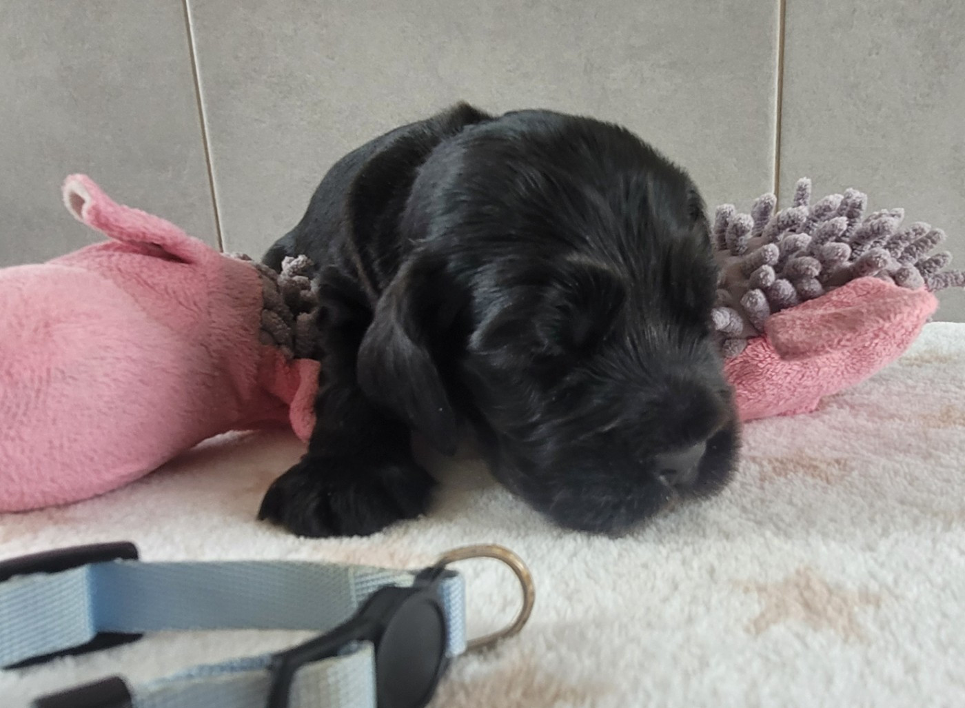 du cottage de sweet mi lady - Chiots disponibles - Cocker Spaniel Anglais