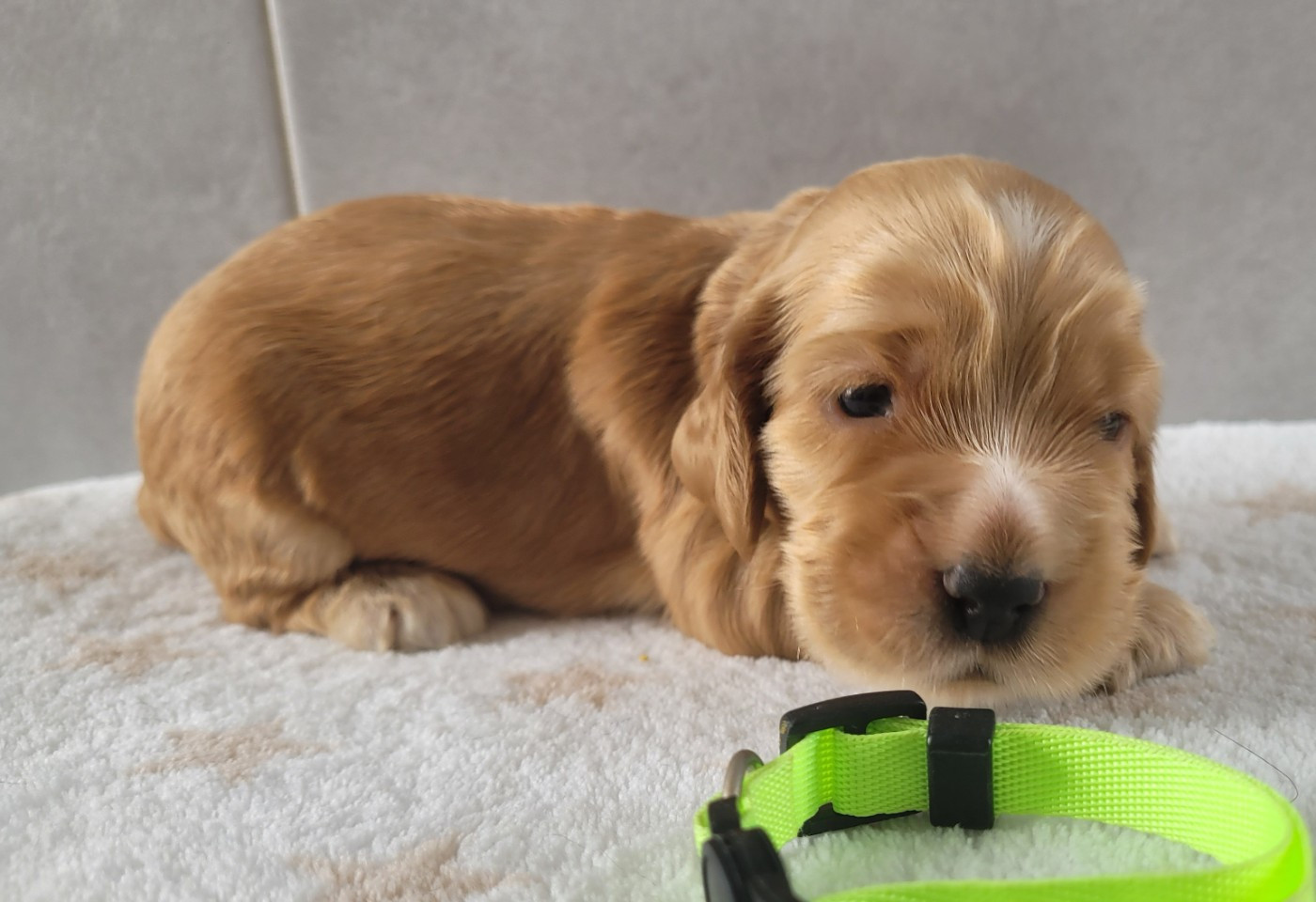 du cottage de sweet mi lady - Chiots disponibles - Cocker Spaniel Anglais