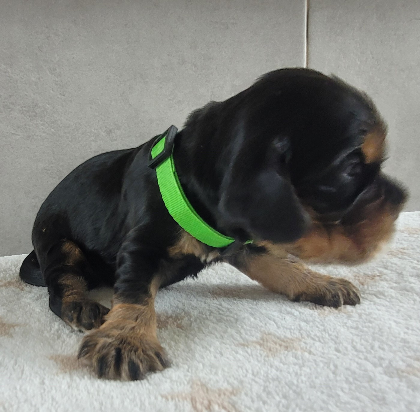 du cottage de sweet mi lady - Chiots disponibles - Cocker Spaniel Anglais