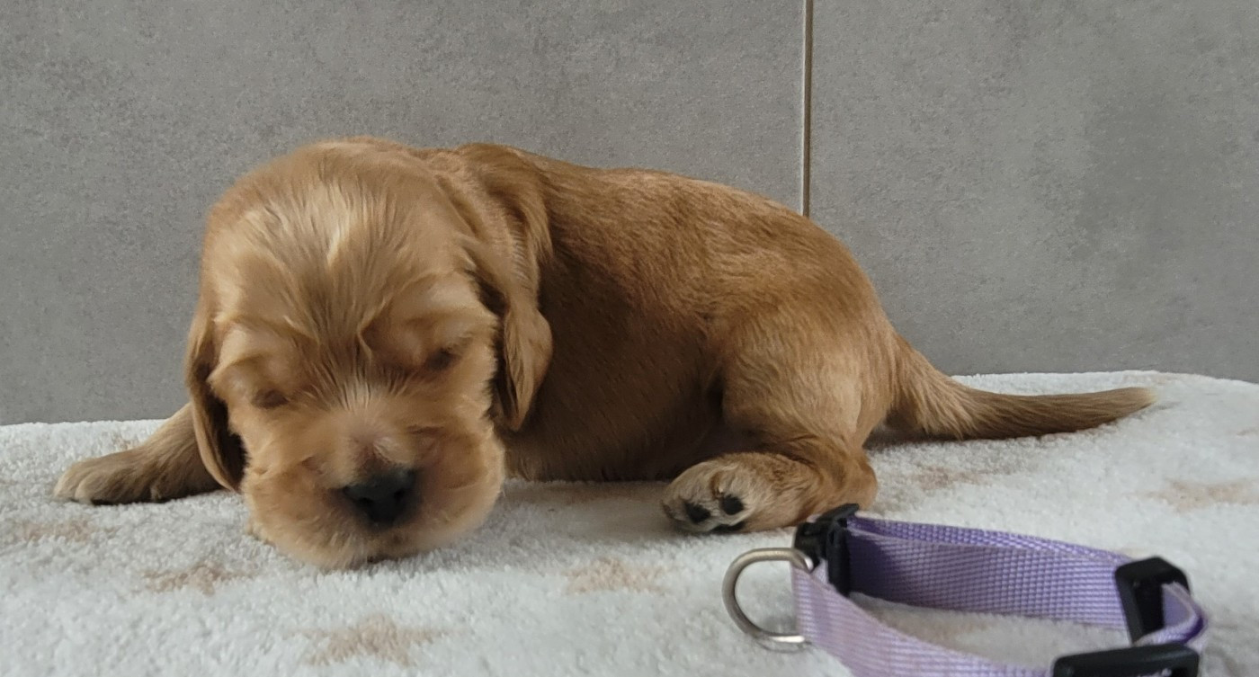 du cottage de sweet mi lady - Chiots disponibles - Cocker Spaniel Anglais