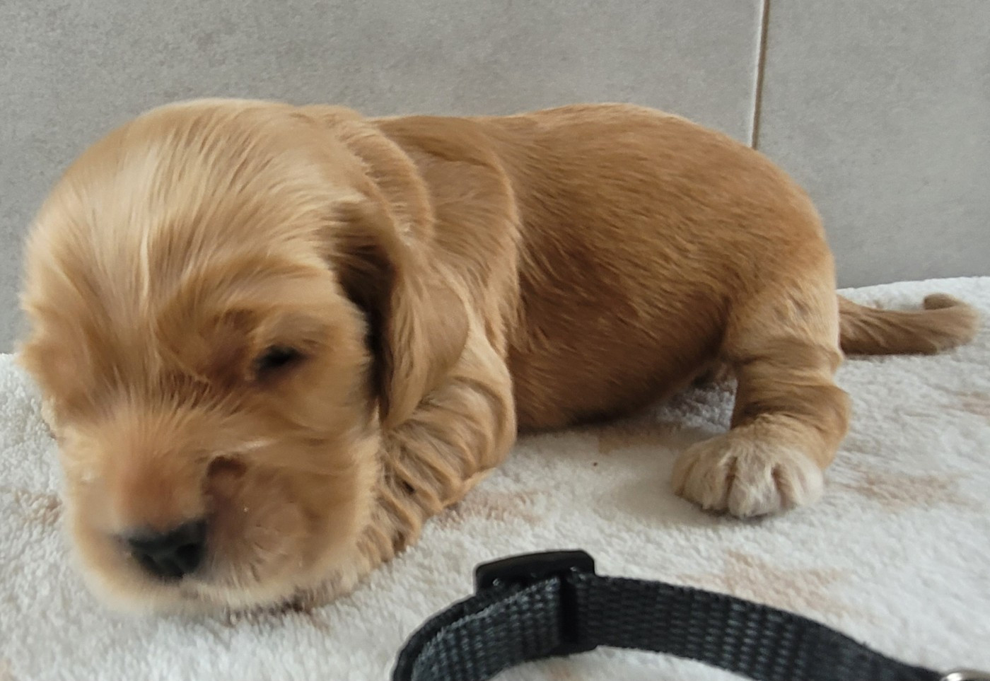 du cottage de sweet mi lady - Chiots disponibles - Cocker Spaniel Anglais