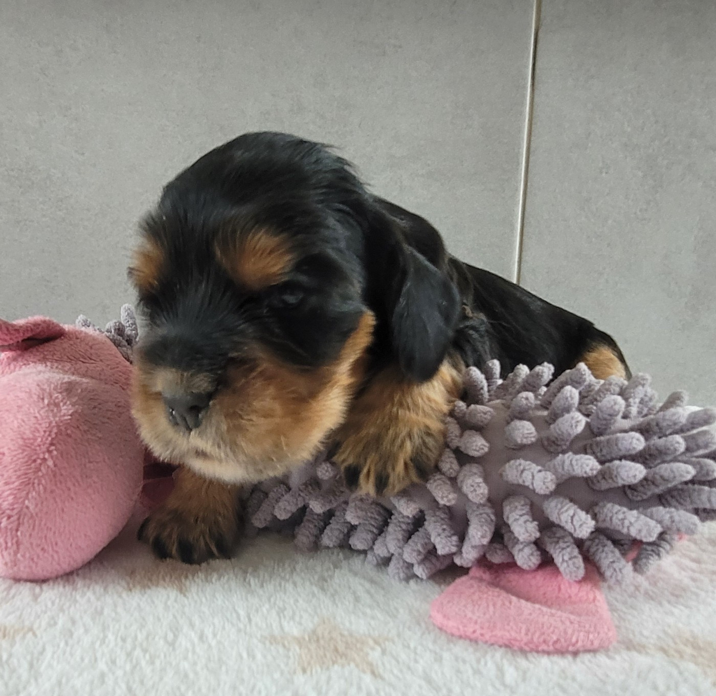du cottage de sweet mi lady - Chiots disponibles - Cocker Spaniel Anglais