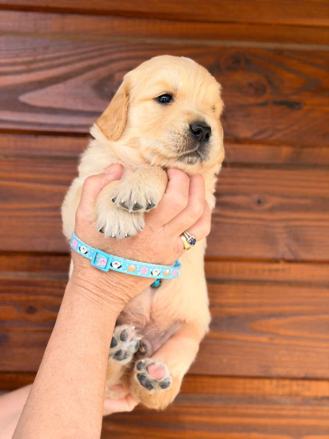 du cottage de sweet mi lady - Chiots disponibles - Golden Retriever