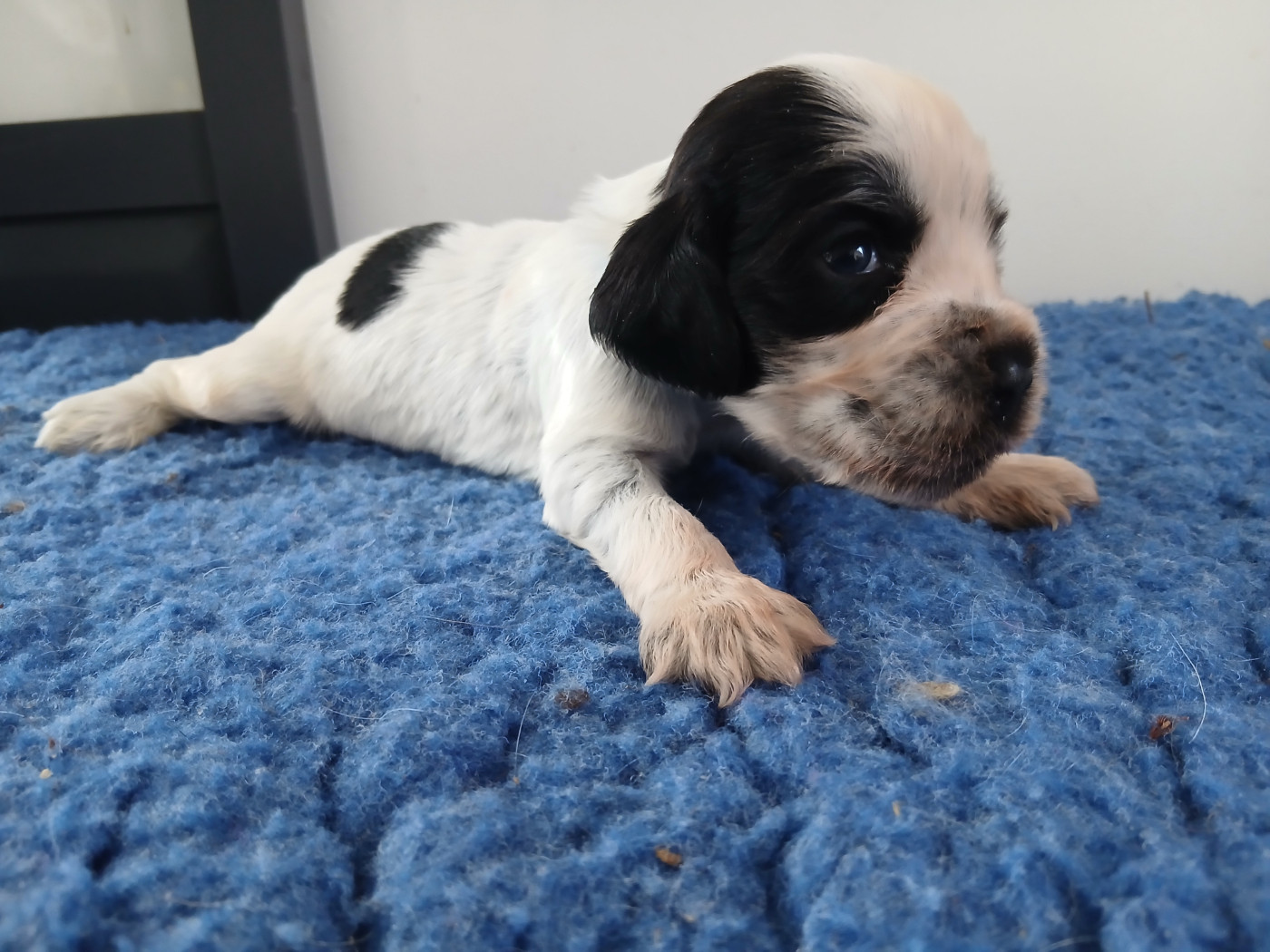 du cottage de sweet mi lady - Chiots disponibles - Cocker Spaniel Anglais