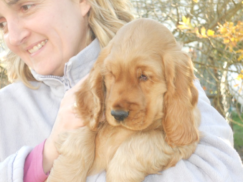 du cottage de sweet mi lady - Cocker Spaniel Anglais - Portée née le 07/10/2010
