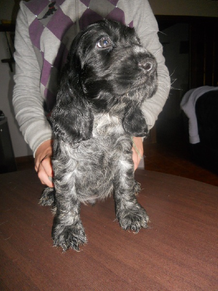 du cottage de sweet mi lady - Cocker Spaniel Anglais - Portée née le 14/08/2010
