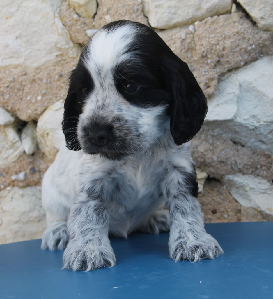 du cottage de sweet mi lady - Cocker Spaniel Anglais - Portée née le 16/07/2024