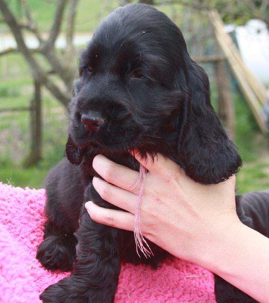 du cottage de sweet mi lady - Cocker Spaniel Anglais - Portée née le 18/02/2010