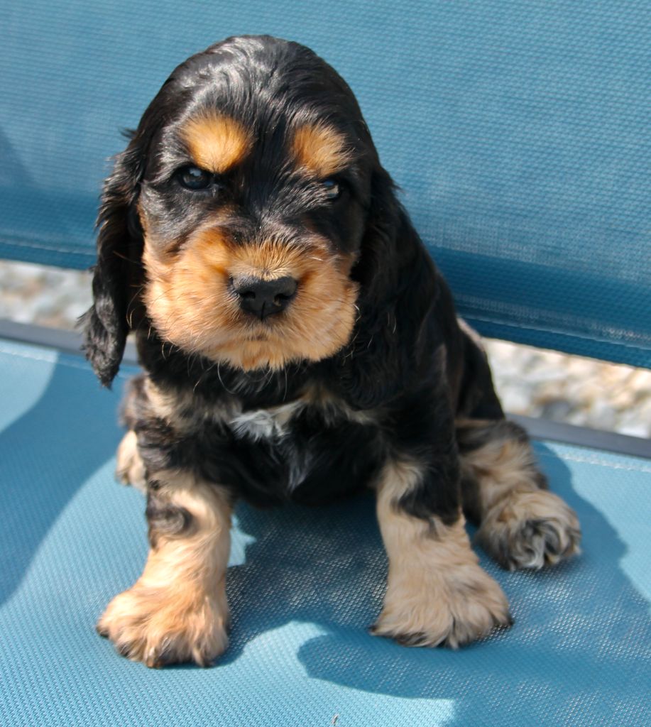 du cottage de sweet mi lady - Cocker Spaniel Anglais - Portée née le 14/07/2024