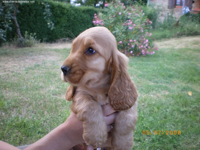 du cottage de sweet mi lady - Cocker Spaniel Anglais - Portée née le 10/05/2008