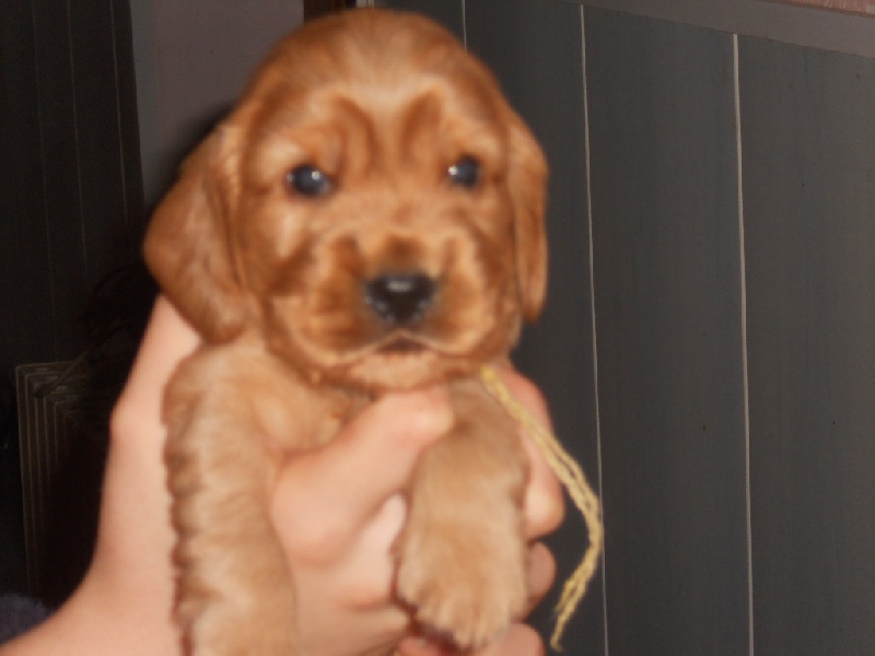 du cottage de sweet mi lady - Cocker Spaniel Anglais - Portée née le 07/10/2010